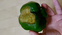 パプリカの病気について教えて下さい パプリカの一部が黒く腐ったように変色 Yahoo 知恵袋