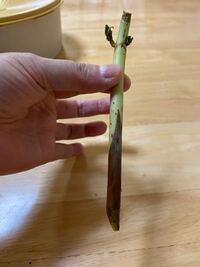 この紫陽花の挿し木はもうダメでしょうか Yahoo 知恵袋