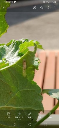 オクラの葉の裏にいました てんとう虫の幼虫に似てる気がしますが色が見 Yahoo 知恵袋