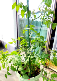 ミニトマトを育てています どのくらいになったら摘芯したら良いでしょうか Yahoo 知恵袋