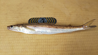 キスに似た海の魚には どんなものがいますか Yahoo 知恵袋