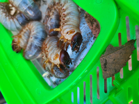 今日近くの神社で幼虫を見つけました カブトムシなのか クワガタなら嬉 Yahoo 知恵袋