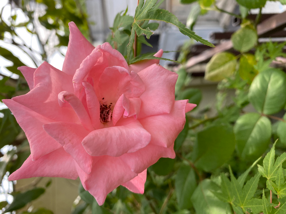 家の庭に植えてはいけない木はありますか 知ってる方は教えてく Yahoo 知恵袋
