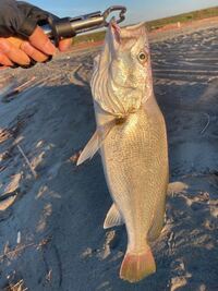 これ何の魚ですか ニベ又はオオニベですけど ニベかな ニベht Yahoo 知恵袋