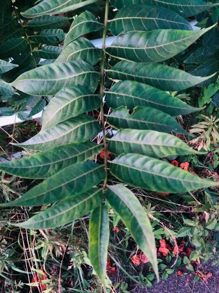 アースジェットが作物にかかってしまった場合 食べない方が良いでしょう Yahoo 知恵袋