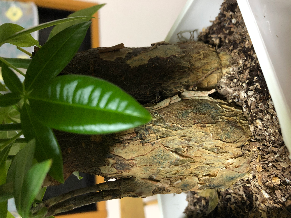 パキラについて質問です 先日購入したパキラの幹の皮が剥がれていること Yahoo 知恵袋