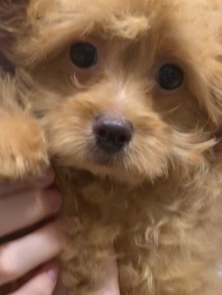 生後4ヶ月のとってもかわいいチワワとプードルmixのチワプーちゃんに Yahoo 知恵袋
