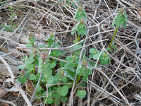 これは何という植物でしょうか 雑草なのか 何か実が取れる植物でしょうか Yahoo 知恵袋