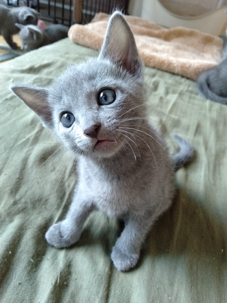 子猫が噛んできたら噛み返すといいと聞いて 噛み返しても倍で噛む力増やして噛 Yahoo 知恵袋