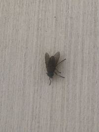 これなんの虫ですか アブ科のアブ類です は吸血するので注意してください Yahoo 知恵袋