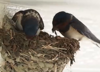 地球上で最も足が遅い動物は何ですか 泳ぐヒト 世界記録 Yahoo 知恵袋