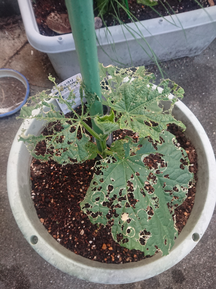 アースジェットが作物にかかってしまった場合 食べない方が良いでしょう Yahoo 知恵袋