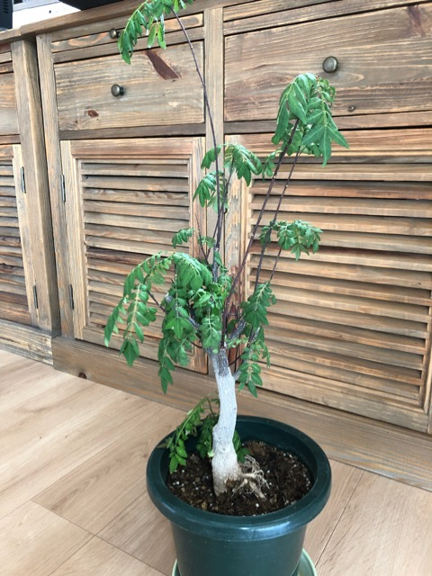 山椒が萎れてしまいました 一週間ほど前に それまで元気にしていた山椒 Yahoo 知恵袋