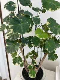 観葉植物の名前を教えてください 育てているのはいいけど 買った時から名前 Yahoo 知恵袋