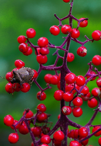 7月の下旬ですが 長野の森の中で赤い小さな実が成っていました 何の実 Yahoo 知恵袋