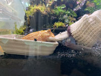 クランウェルツノガエル冬眠クランウェルツノガエルが土に完全に潜って出てき Yahoo 知恵袋