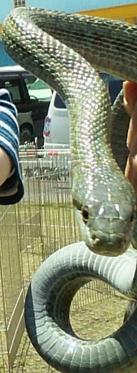 何の蛇ですか これはアオダイショウですね かなりきれいな色合い Yahoo 知恵袋