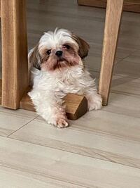 シーズーを飼っていますが 顔が真っ白だったのに今や真っ赤になってしまいました Yahoo 知恵袋