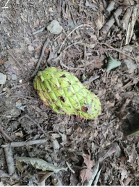 ハイキング中に見つけた初めて見る実 これはなんという植物でしょうか Yahoo 知恵袋