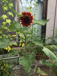 こんばんは 実家の庭に不思議な色のひまわりが咲きました 親曰く市販の Yahoo 知恵袋