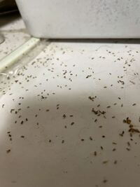 食べ物がくさるとウジ虫がわきますが あれはいったいどこからやっ Yahoo 知恵袋