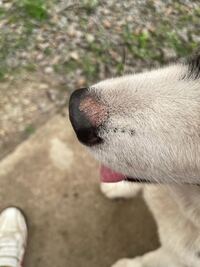 犬を飼っている方に質問です うちのアメコカの鼻の上辺りにカサブタ Yahoo 知恵袋