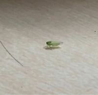 なんか小さい緑の虫が歩いてたんですけどなんの虫ですか 見ずらくてすみません Yahoo 知恵袋
