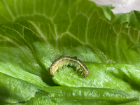 マリーゴールドを食べる虫の駆除について教えてください 園 Yahoo 知恵袋