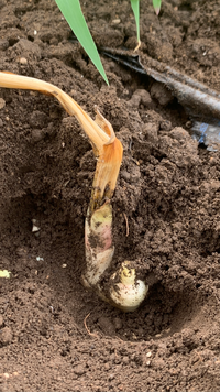 生姜栽培に詳しい方に是非お聞きしたいのですが私は関東にて副業にて生姜栽培3年目 Yahoo 知恵袋