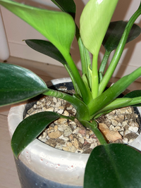 観葉植物についての質問です 数ヶ月前にダイソーで観葉植物を購入 Yahoo 知恵袋