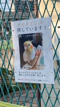 東方projectの名言をできるだけ多く言ってください キャ Yahoo 知恵袋