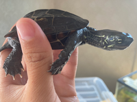 子亀は冬眠させないほうが良いのでしょうか ゼニガメを飼い始めて Yahoo 知恵袋