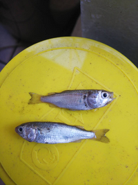 この魚の名前分かる方いらっしゃいますか 父が田んぼの用水路で見つけた魚だそうで Yahoo 知恵袋