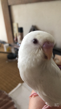 セキセイインコの女の子 放鳥についてですが 30分ぐらいでも問題ないの Yahoo 知恵袋