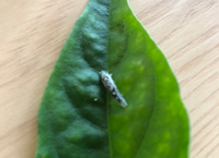 ハイビスカスの葉についた虫の幼虫の名前を教えてください 葉を食べて Yahoo 知恵袋