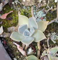 銀武源 と言う名前でいただいた多肉ですが どうも違うような気がしま Yahoo 知恵袋