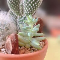 多肉植物のにじのたまが徒長してスカスカな木のようになってしまいました これはど Yahoo 知恵袋