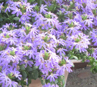 この花の名前を教えてください うす紫色の5 6枚のへら型の花びらが放射状に咲い Yahoo 知恵袋