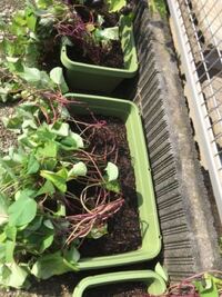 サツマイモの葉っぱというか 根はプランターそとにだしてもかまいません Yahoo 知恵袋