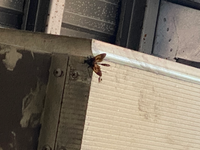 昆虫にお詳しい方に質問です。
 
 蛾のような蜂が店内に入ってこようとしています。 無駄な殺生はしたく無いので窓や扉を閉めて対策していますが、夕方になるといつもどこからか飛んで来ます。 この蜂？の種類と対策を知っている方、何者なのか教えてください。