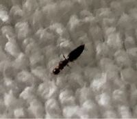 今寝ていたら腕がチクッと痛かったのでみたら 多分この虫に刺されたぽくて そのあ Yahoo 知恵袋