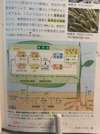 生物窒素同化の末にできた有機窒素化合物は 何のために生成されたのです Yahoo 知恵袋