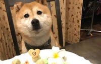 Nhk犬の訓練士がしつけで柴犬を殴り賛否両論 これについてどう思いますか Yahoo 知恵袋