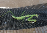 オオカマキリについて質問です お腹がかなり膨れるくらいまで餌を与えてしまい そ Yahoo 知恵袋