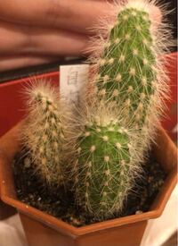 サボテンは水を控えすぎても柔らかくなりますか サボテンを実際に育てて Yahoo 知恵袋