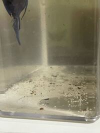 ベタの繁殖について質問です 私のベタが卵を産み雄に世話をさせてい Yahoo 知恵袋