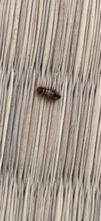 散る 戦争 スクラップブック 小さい 虫 畳 Phc Chiba Service Jp