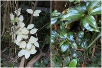 道端で真っ白な植物を見つけて、よく見たらすぐ側に生えている椿の白バージョンなのかなと思ったのですが、植物のリューシスティックなんてあるのでしょうか？ 