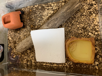 今最近イベントでお迎えしたレオパにレオパゲルをあげてみているのですが Yahoo 知恵袋