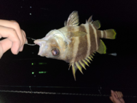 この魚はなんでしょうか タモリ セトダイ です瀬戸内の一つテン Yahoo 知恵袋